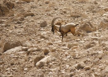 منطقه حفاظت شده گنو