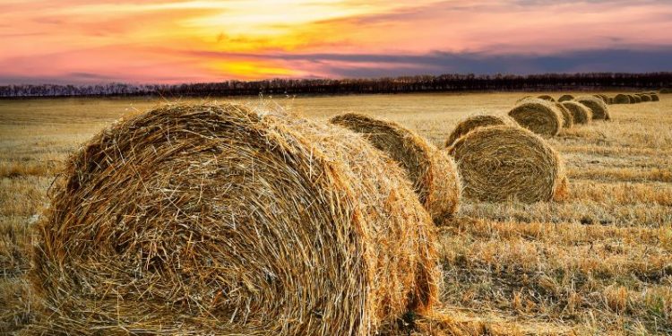 روز جهانی غذا