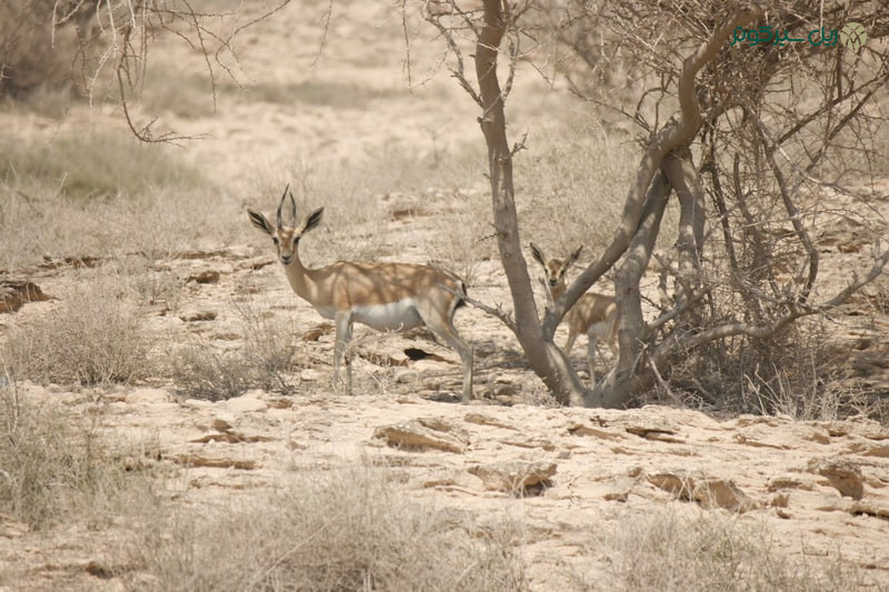 جبیر جزیره هنگام