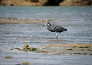 پرنده نگری در قشم