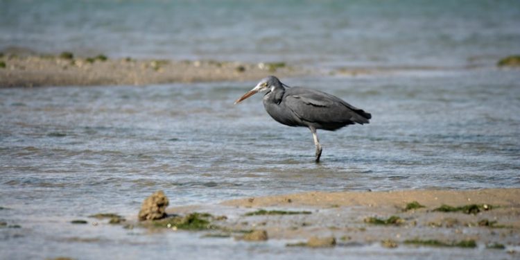 پرنده نگری در قشم