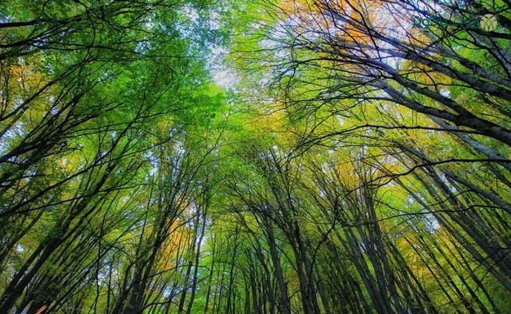 جنگل-های-هیرکانی